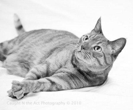 cat (6)
